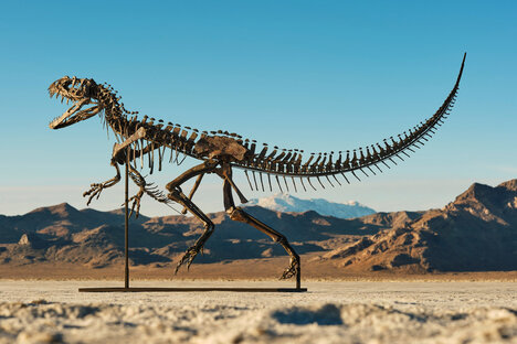 Juvenile Ceratosaurus Skeleton Juvenile Ceratosaurus Skeleton