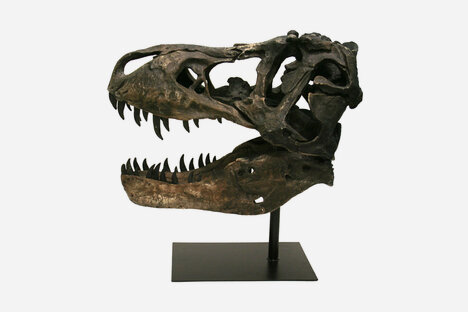 Faux T-Rex Tyrannosaurus Rex Skull