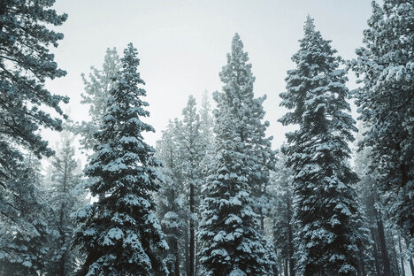 Out Of Office: Tahoe