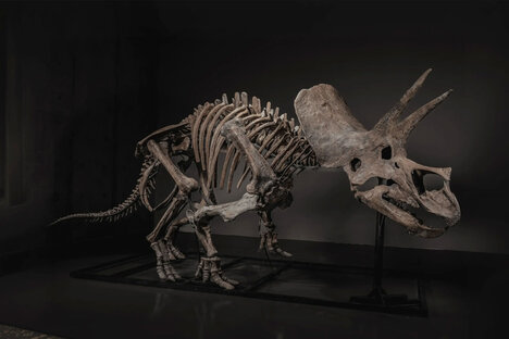 Trey the Triceratops Skeleton