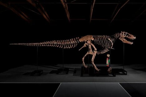 'Gus' the 20M Tyrannosaurus Rex Skeleton