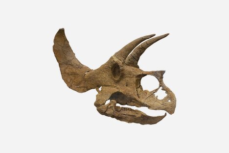 Jurassic Finance Fossil Investment Platform