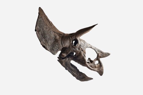 Sofia the Sub-Adult Triceratops Skull