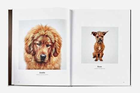 Good Dog: A Selection of Portraits by Randal Ford