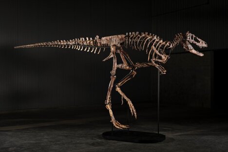'Jodi' Nanotyrannus Skeleton
