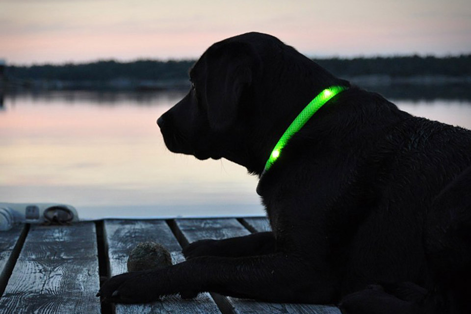 Glowdoggie LED Dog Collars | Uncrate