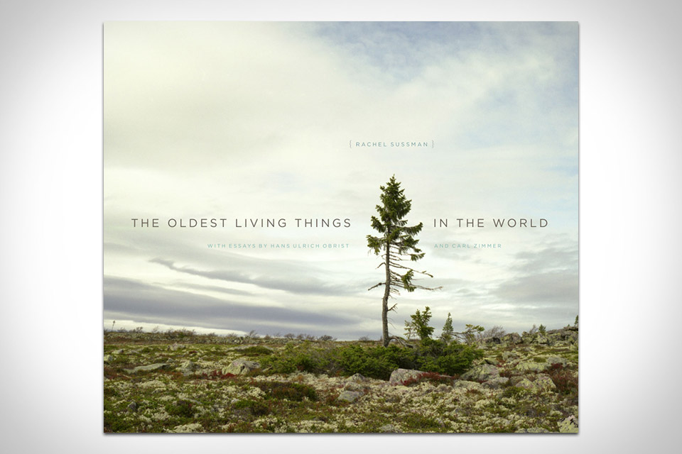 The Oldest Living Things In The World