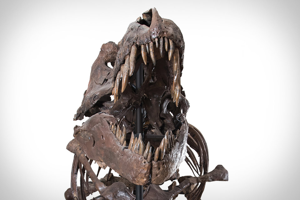 i rex skeleton