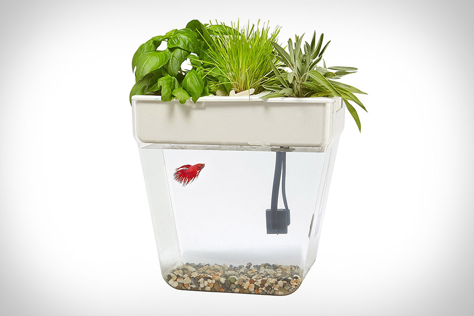 Water Garden Fish Tank