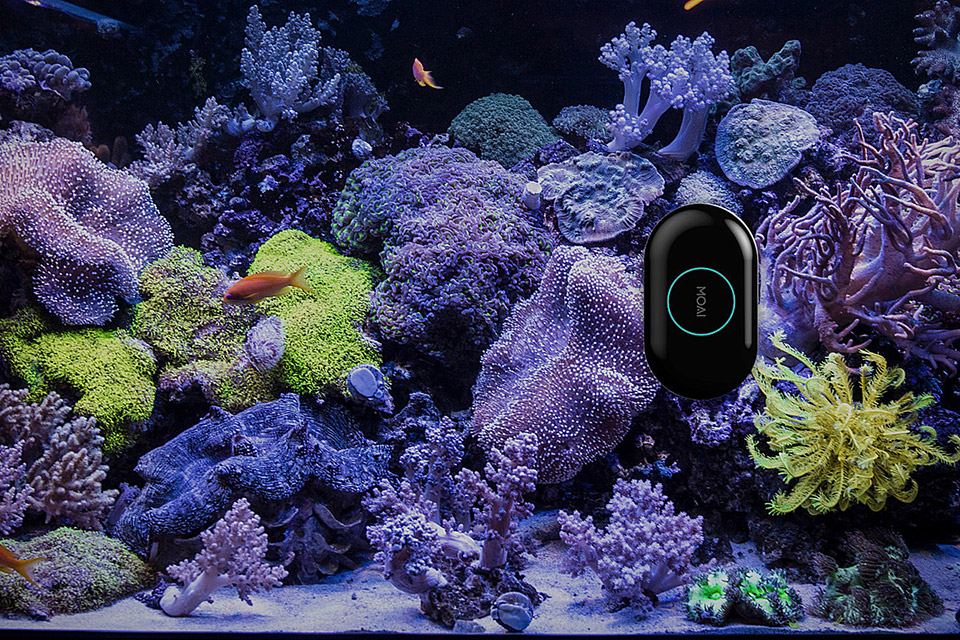 Le Nettoyeur d'Aquariums Robotique de Moai 