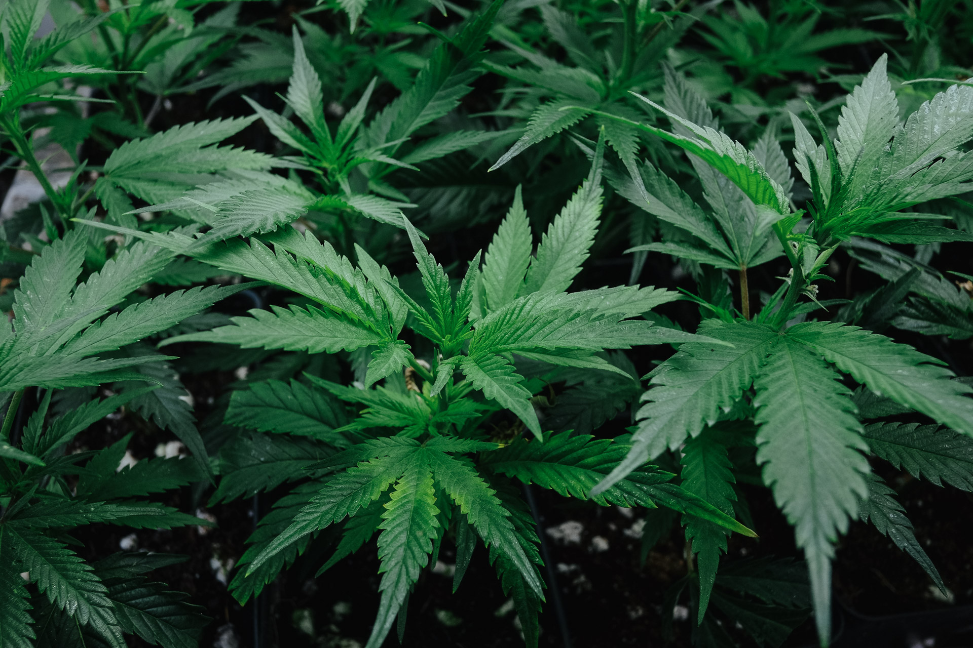 Process Bloom Farms Uncrate