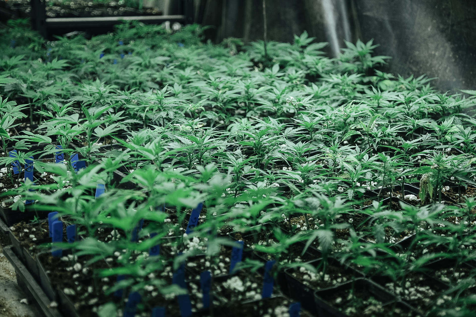 Process Bloom Farms Uncrate