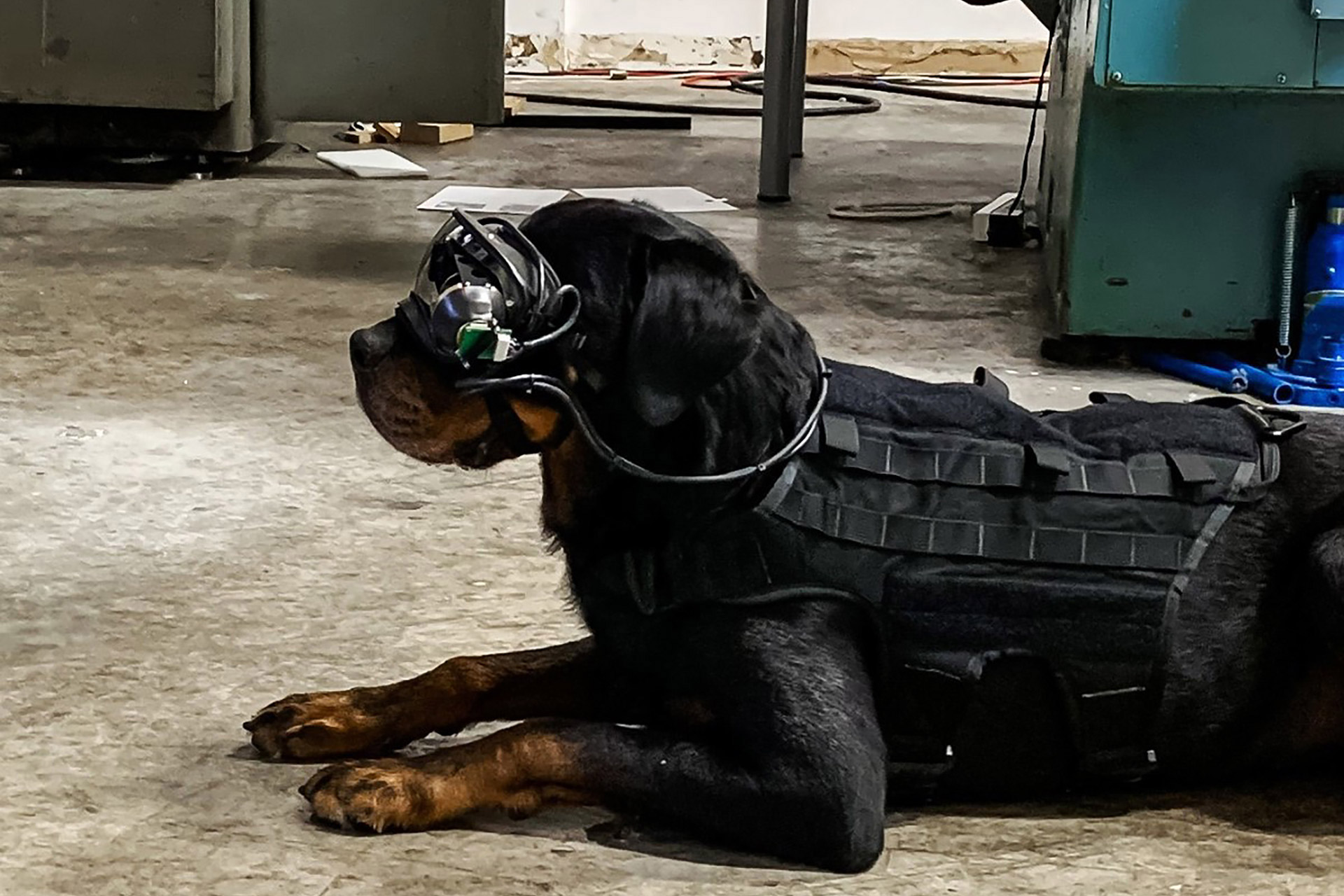 Очки для собак AR армии США