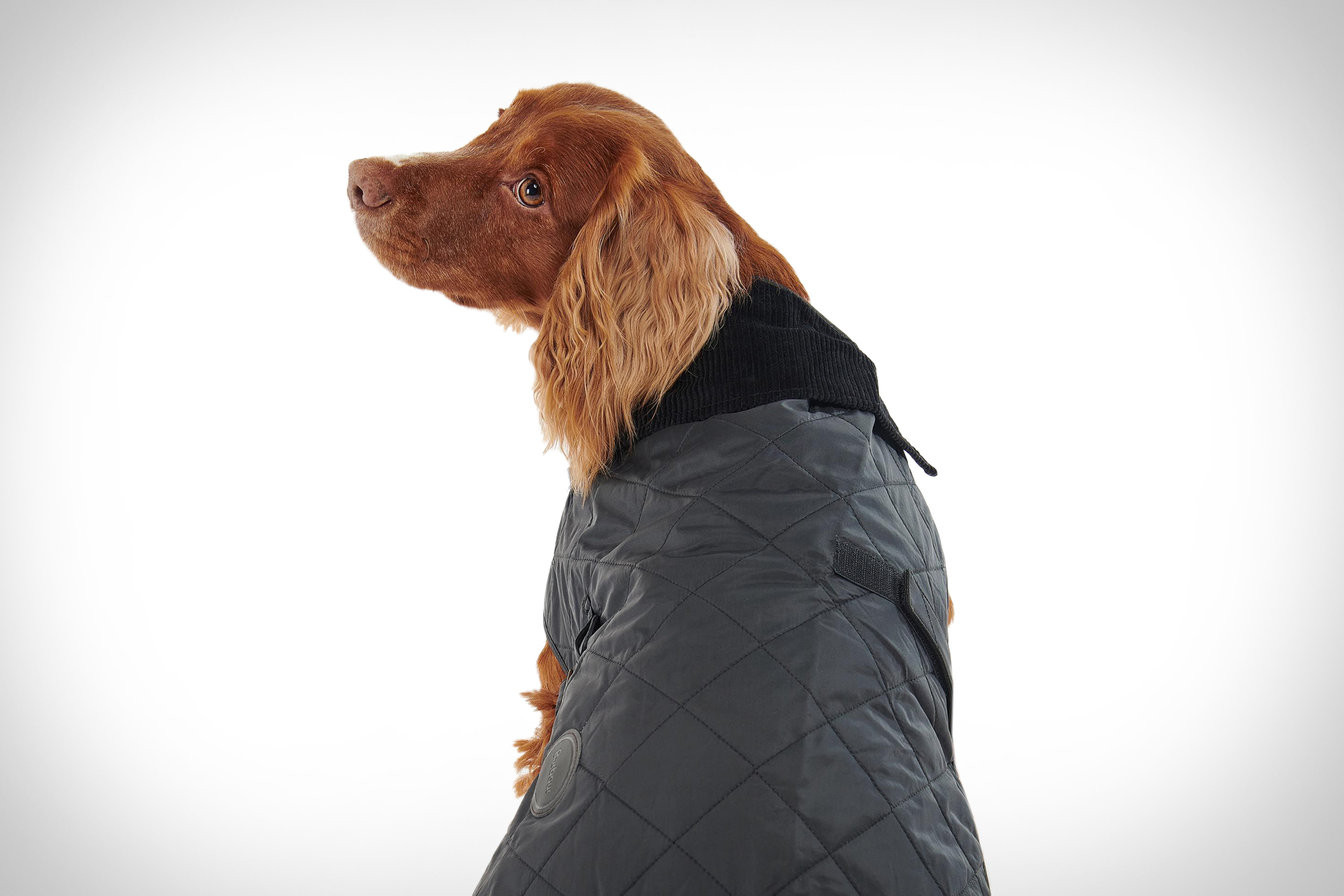 Barbour キルティング ドッグ コート Uncrate