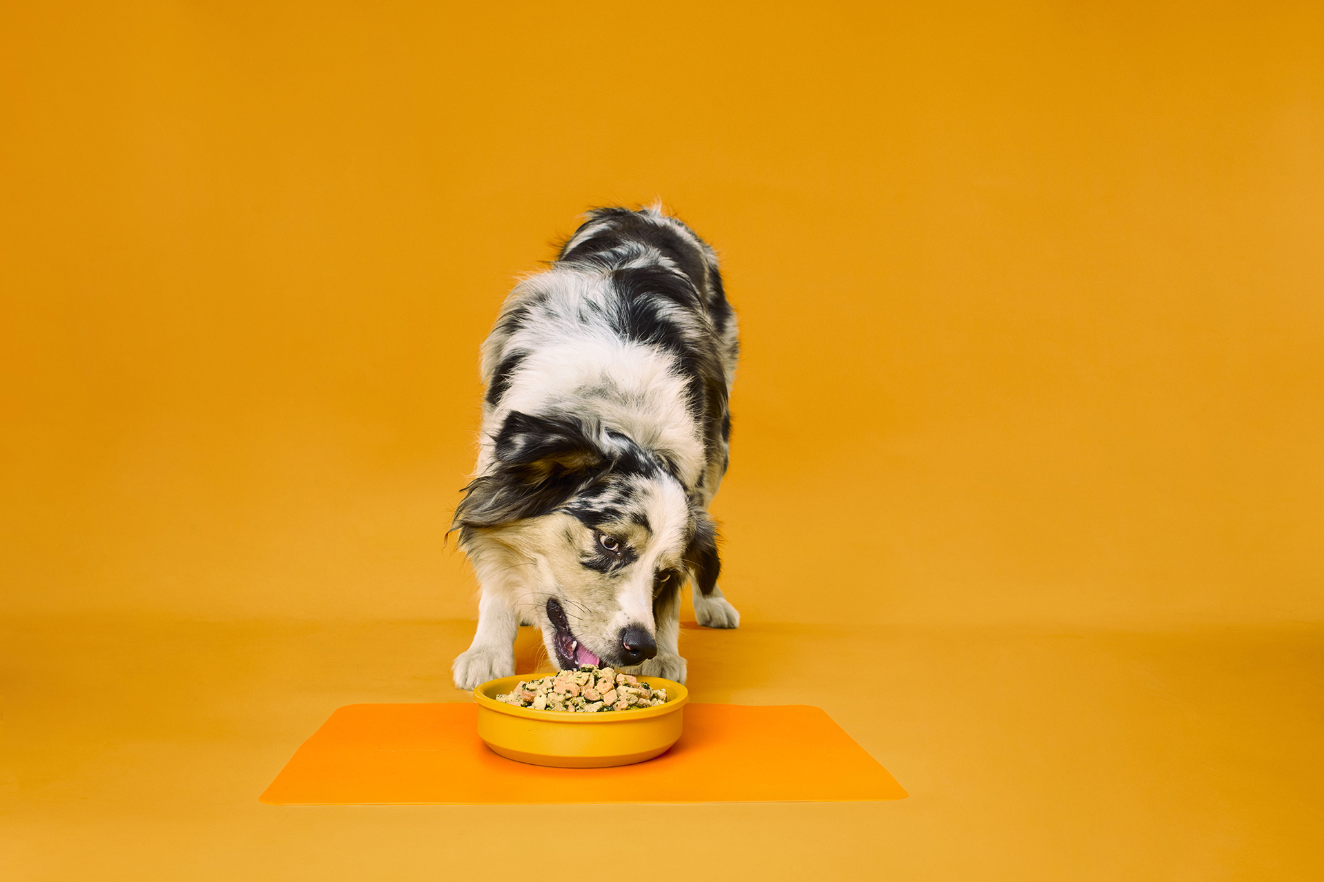 Nom Nom Dog Food Uncrate