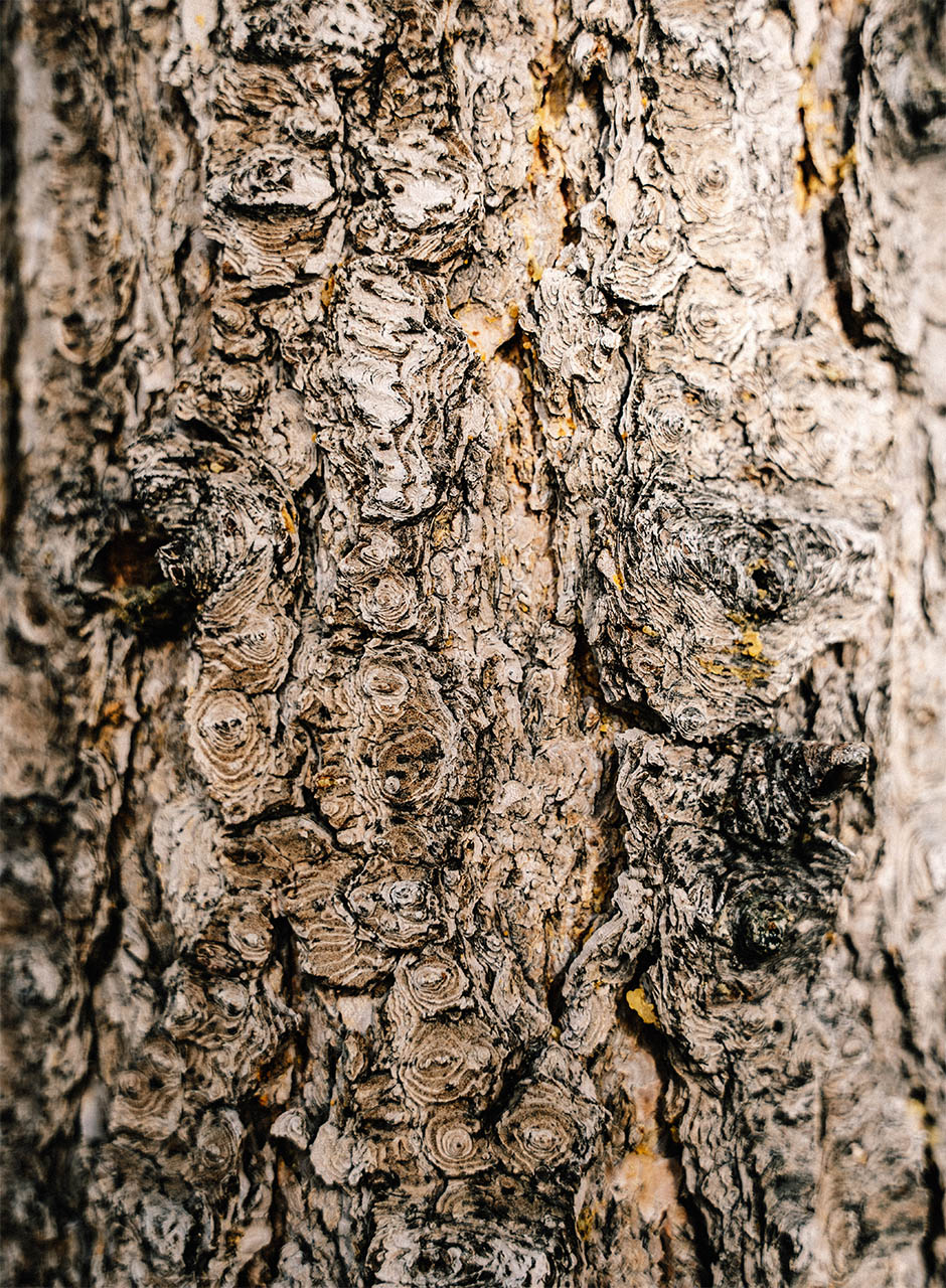 Out Of Office: Tahoe